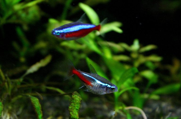 How Do You Know If A Neon Tetra Is Pregnant
