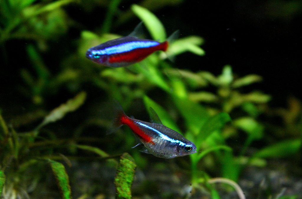 How Do You Know If A Neon Tetra Is Pregnant