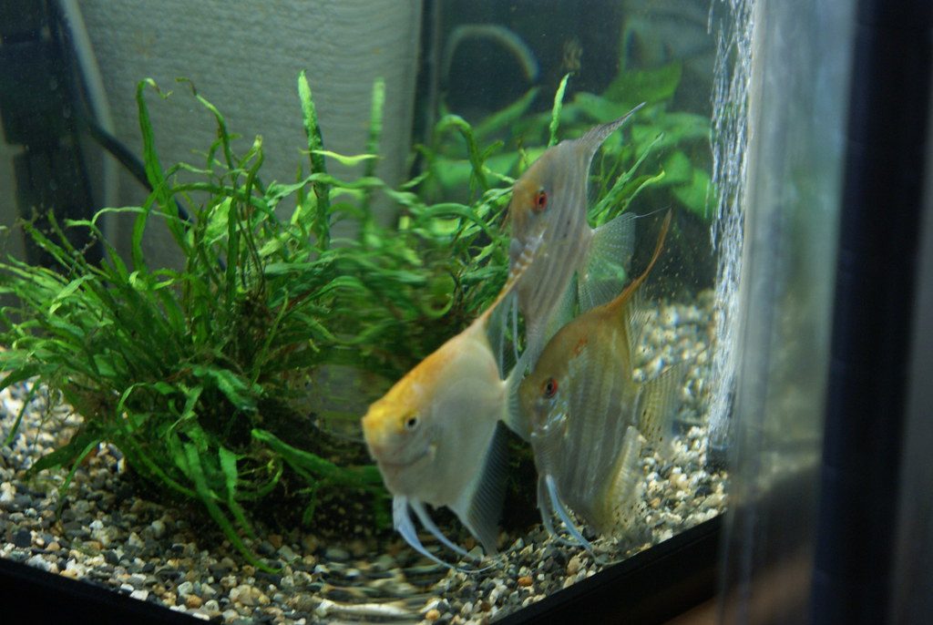 How Fast Do Angelfish Grow