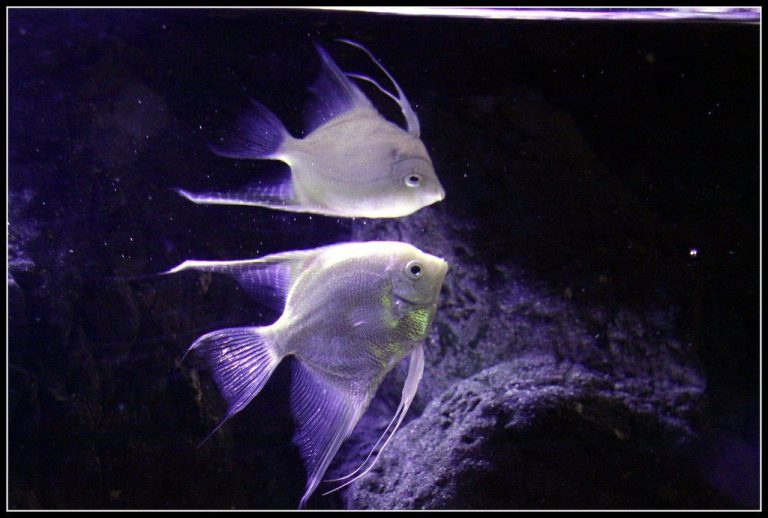 How Long Can An Angelfish Live