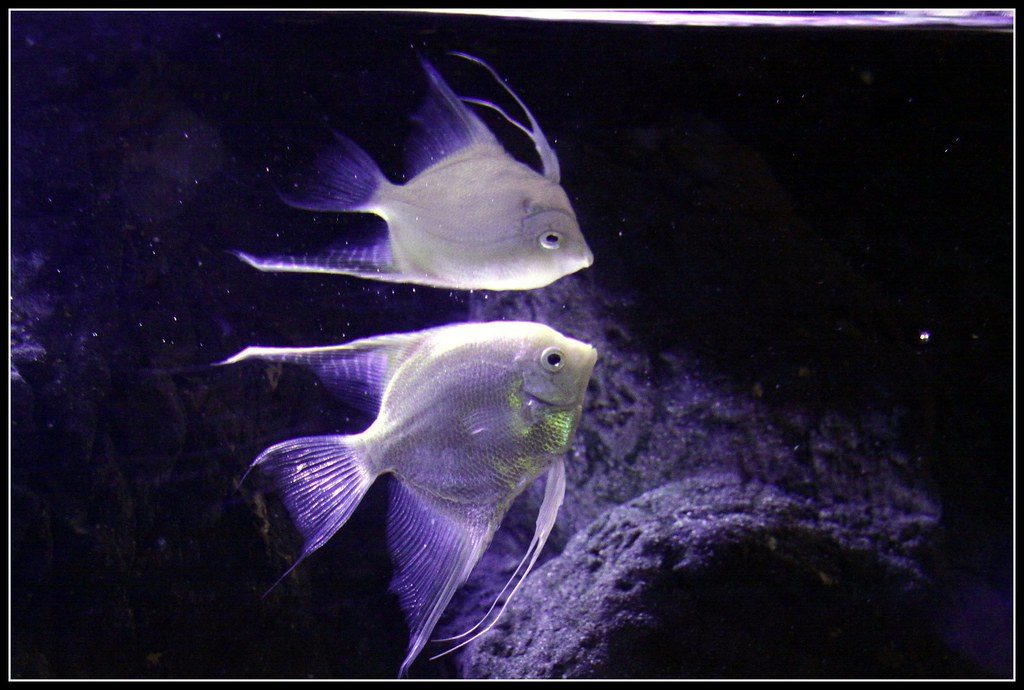 How Long Can An Angelfish Live