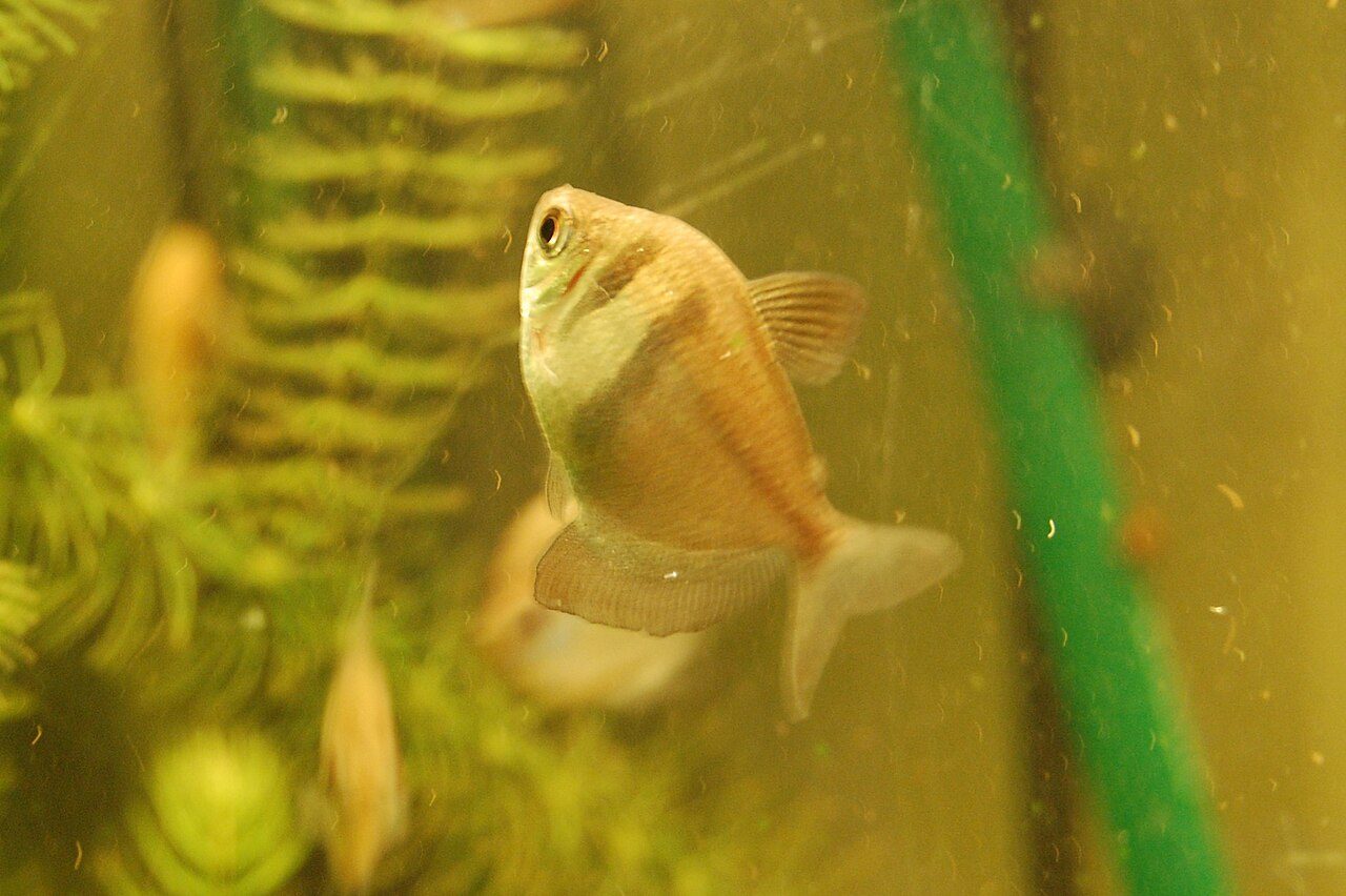 How Long Do Black Skirt Tetras Live