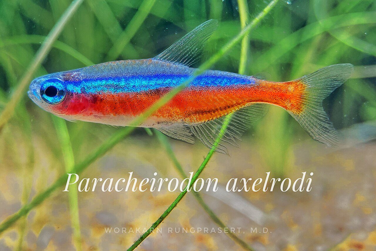 How Long Do Cardinal Tetras Live
