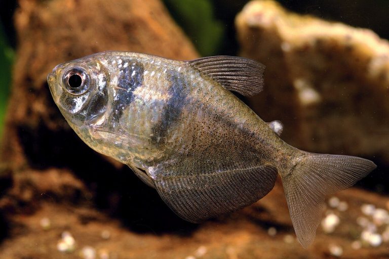 How Long Do Glofish Tetras Live