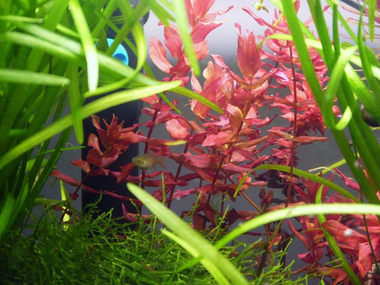 How Long Do Neon Fish Live