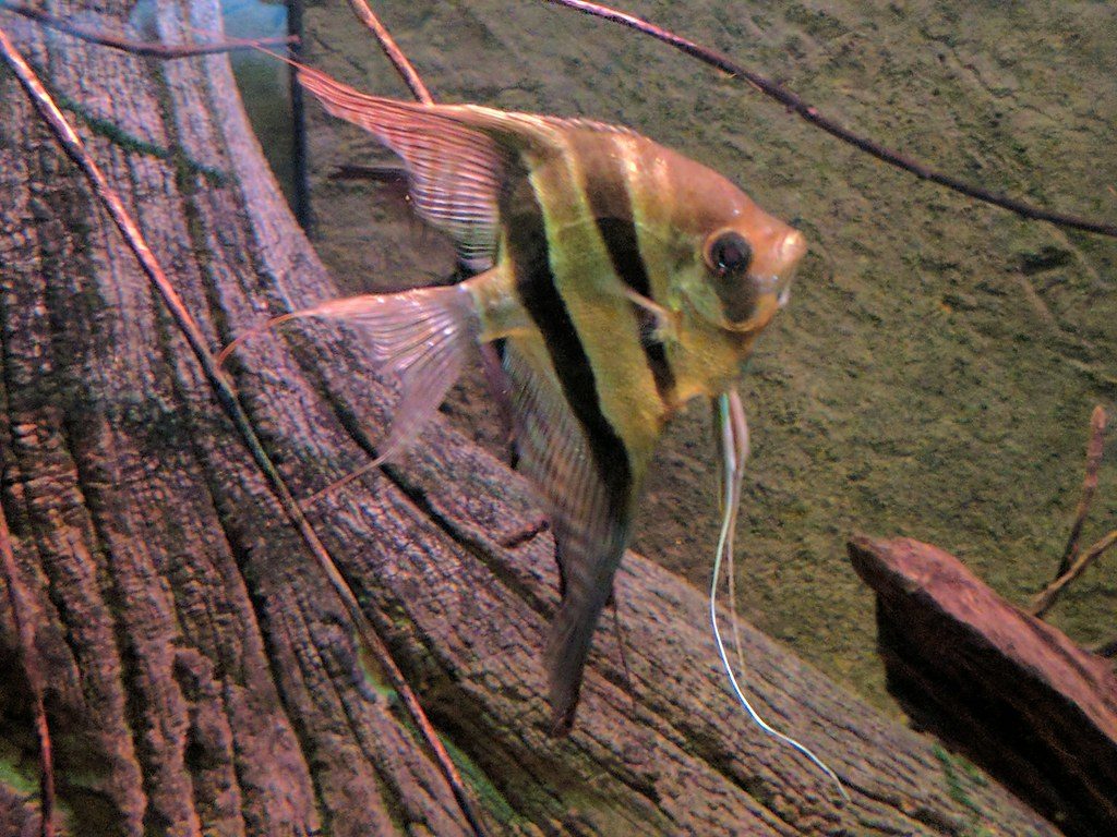 How Long Does It Take For Angelfish Eggs To Hatch