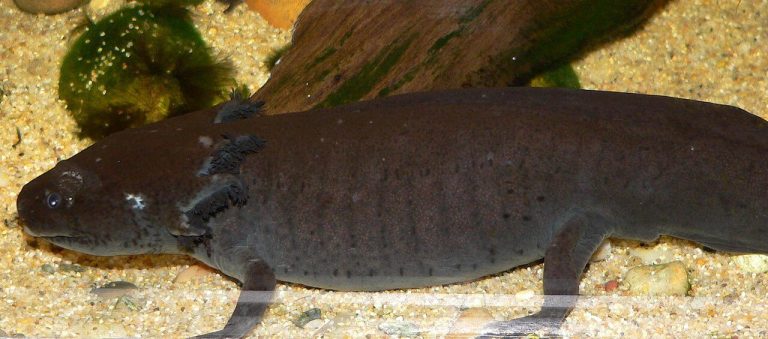 How Long Have Axolotls Been Around