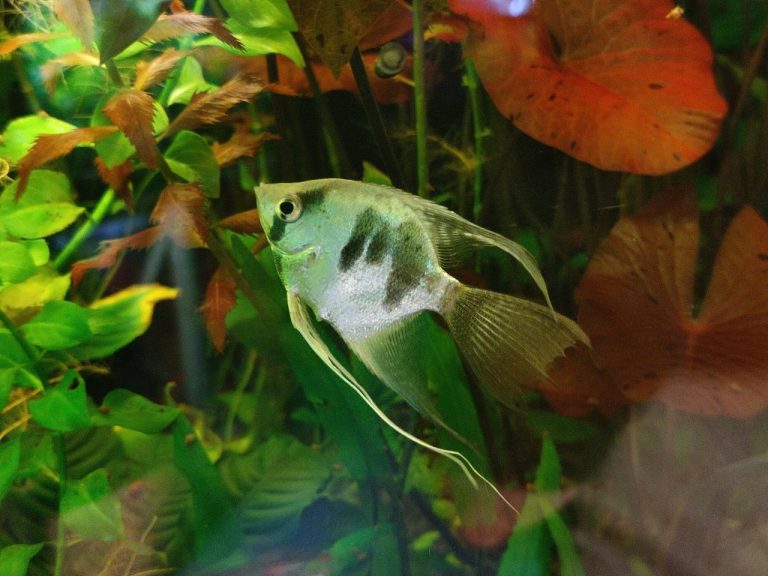 How Many Angelfish Can I Keep Together