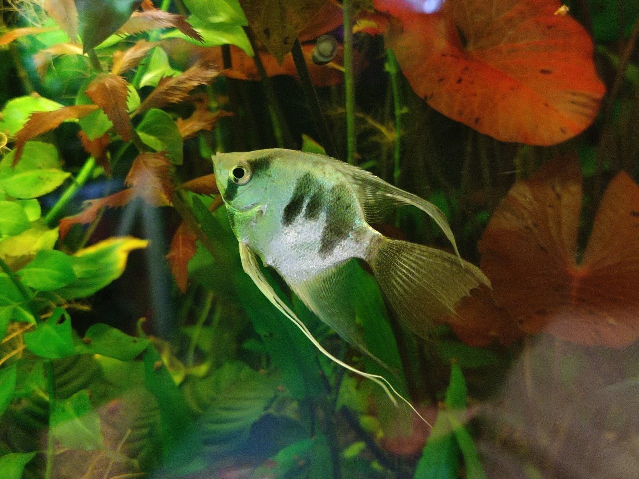How Many Angelfish Can I Keep Together