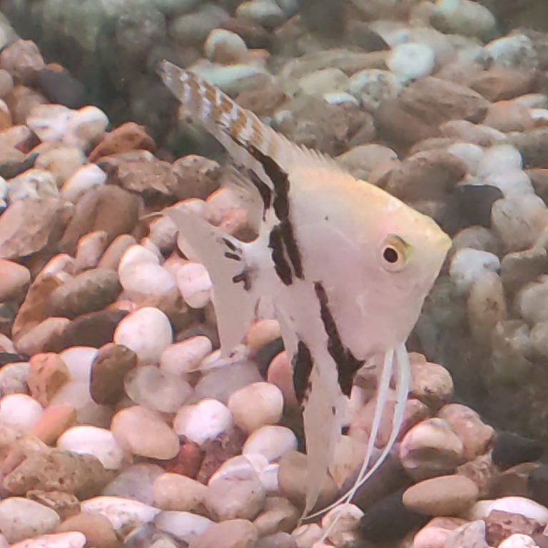 How Many Angelfish In A 40 Gallon Tank