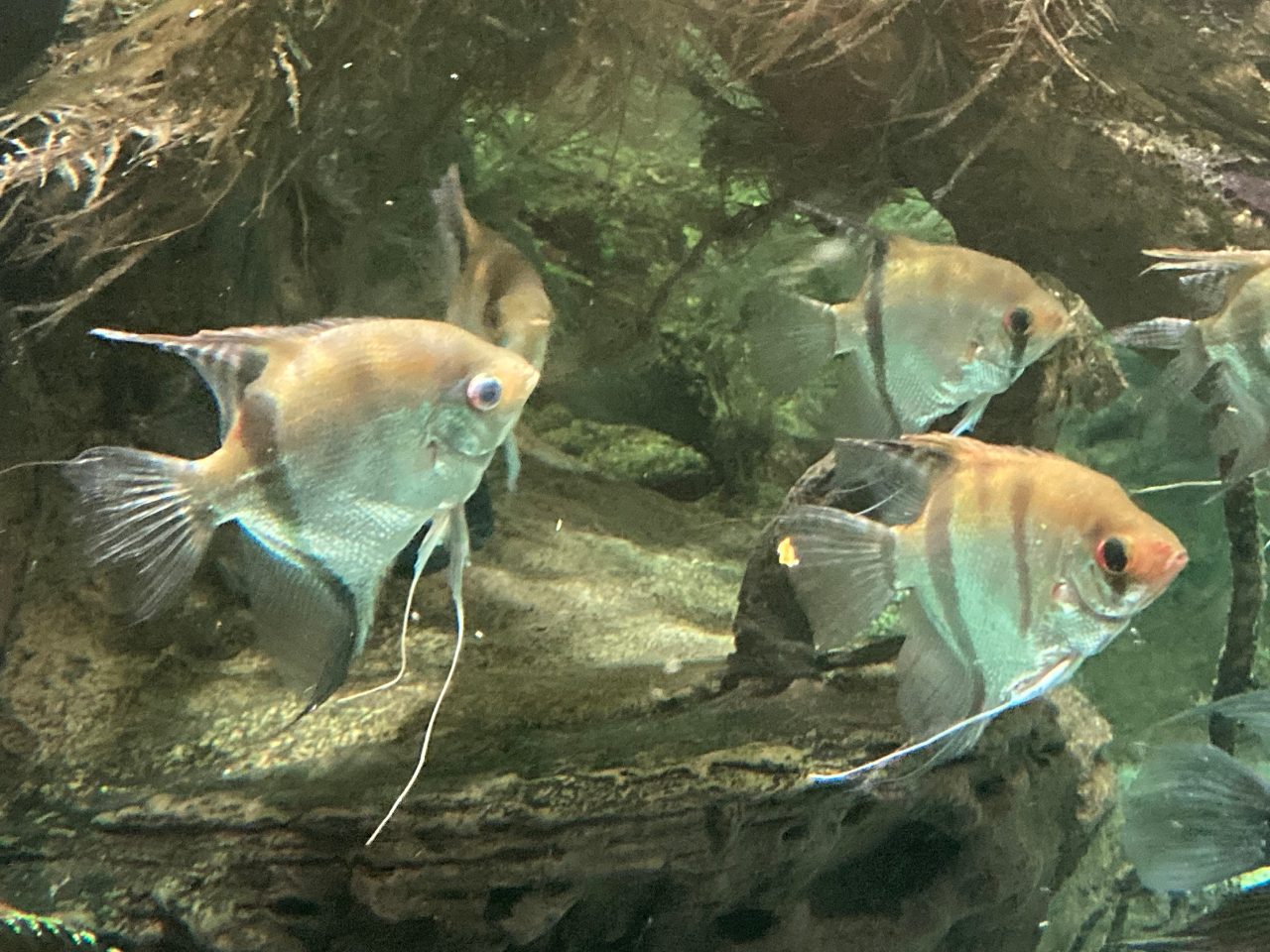 How Many Angelfish In A 55 Gallon Tank