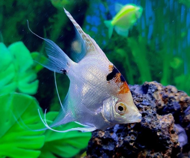 How Many Angelfish In A 75 Gallon Tank