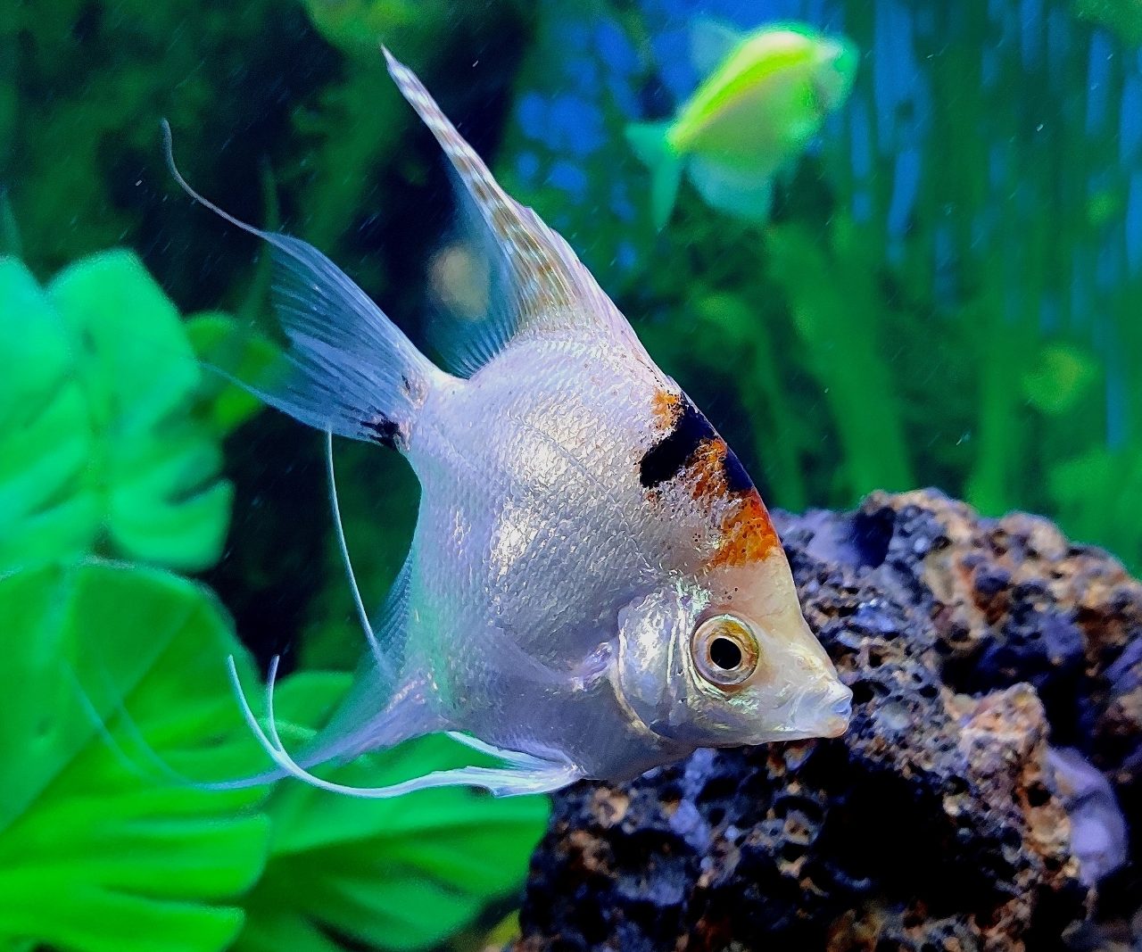How Many Angelfish In A 75 Gallon Tank
