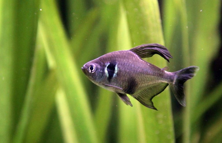 How Many Black Phantom Tetra In A 10 Gallon Tank