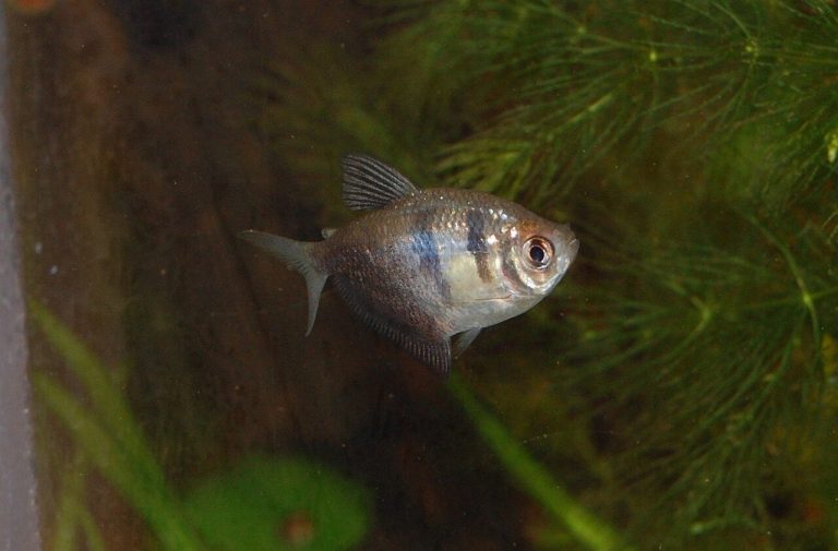 How Many Black Skirt Tetra In A 10 Gallon Tank