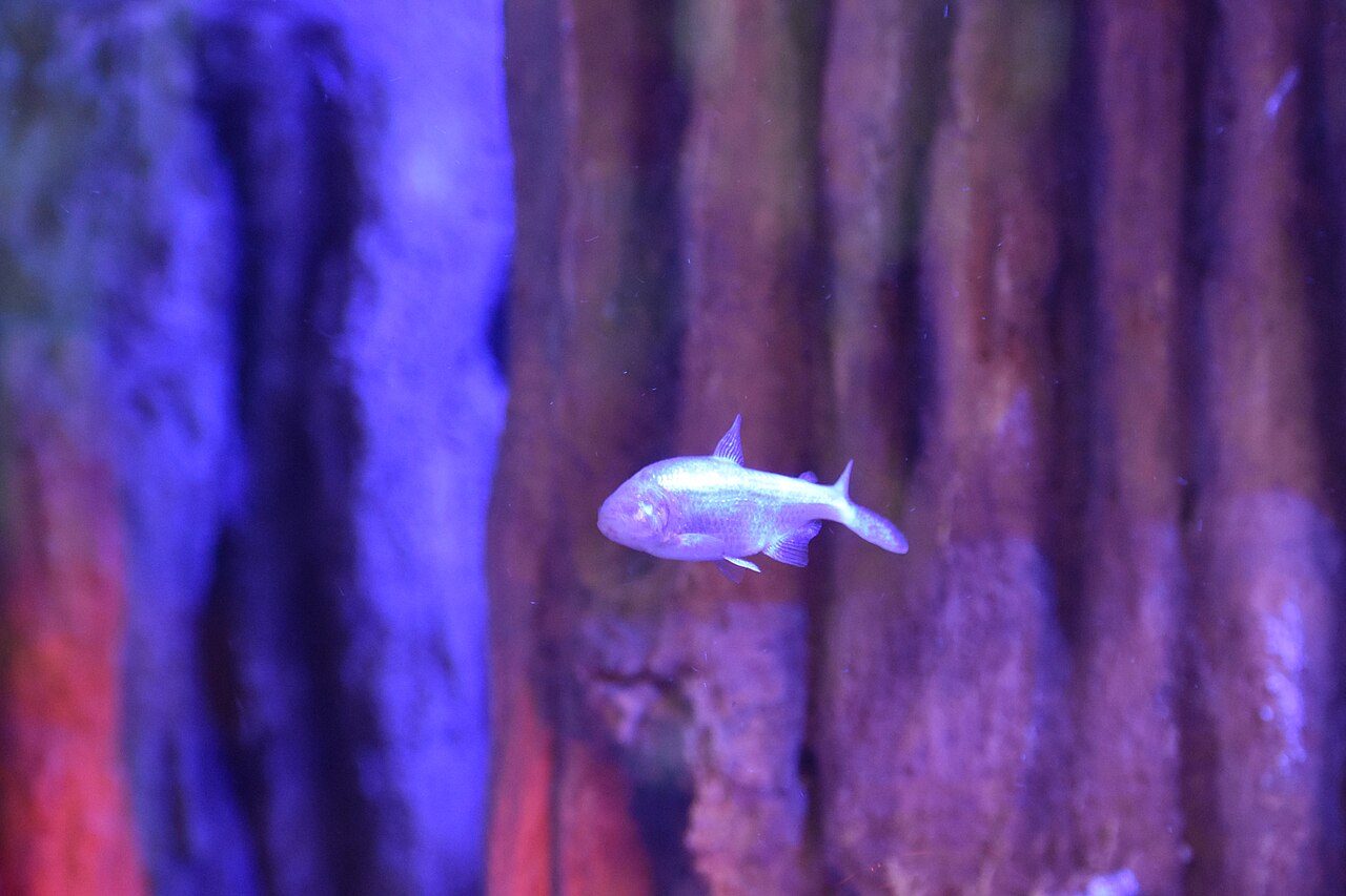 How Many Blind Cave Tetra In A 10 Gallon Tank