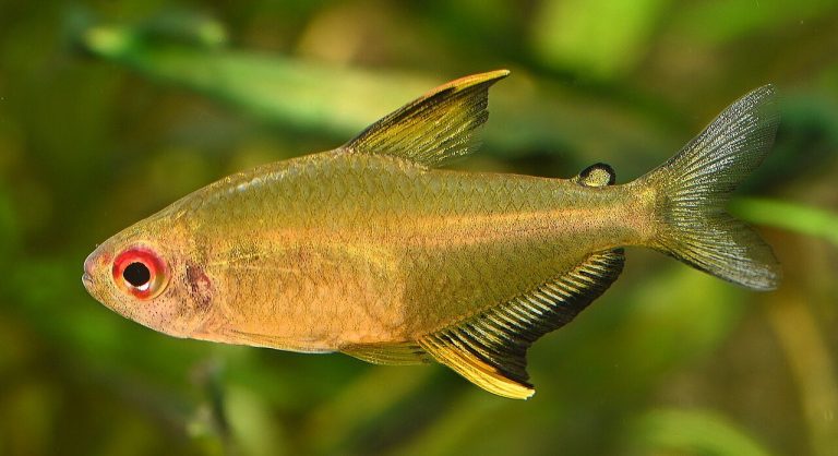 How Many Bloodfin Tetra In A 10 Gallon Tank
