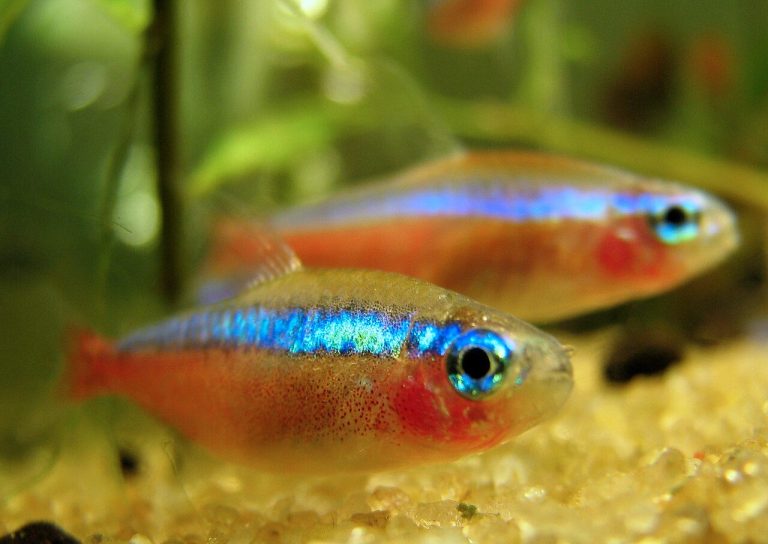 How Many Cardinal Tetra In A 10 Gallon Tank