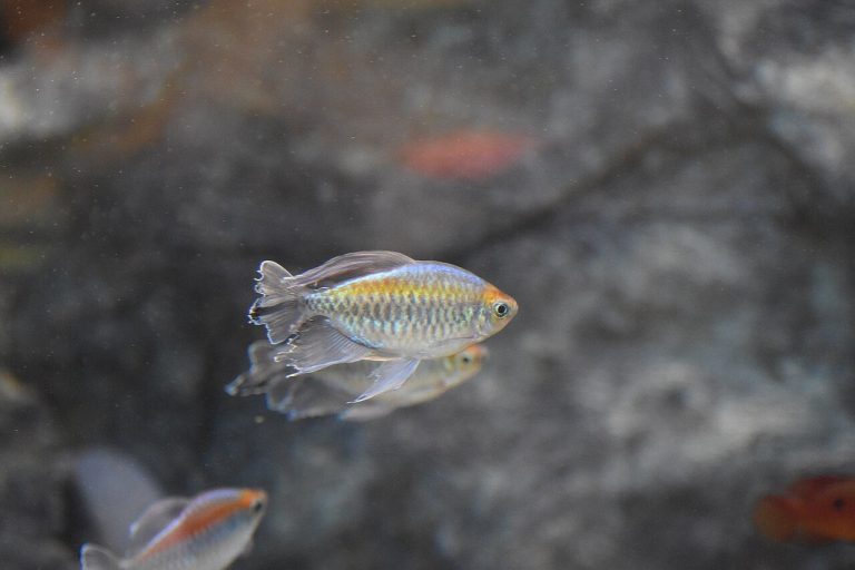 How Many Congo Tetra In A 10 Gallon Tank