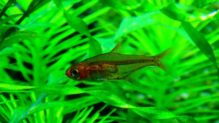 How Many Ember Tetra In A 10 Gallon Tank