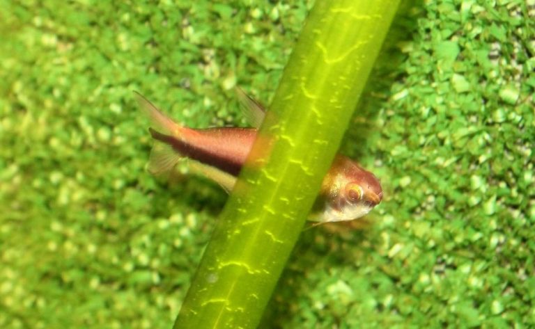 How Many Emperor Tetra In A 10 Gallon Tank