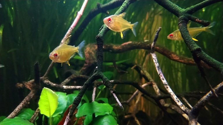 How Many Lemon Tetra In A 10 Gallon Tank