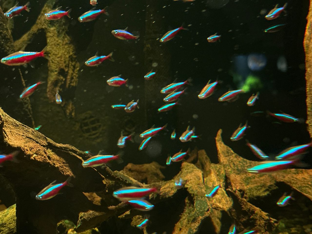 How Many Neon Tetras In A 10 Gallon Tank