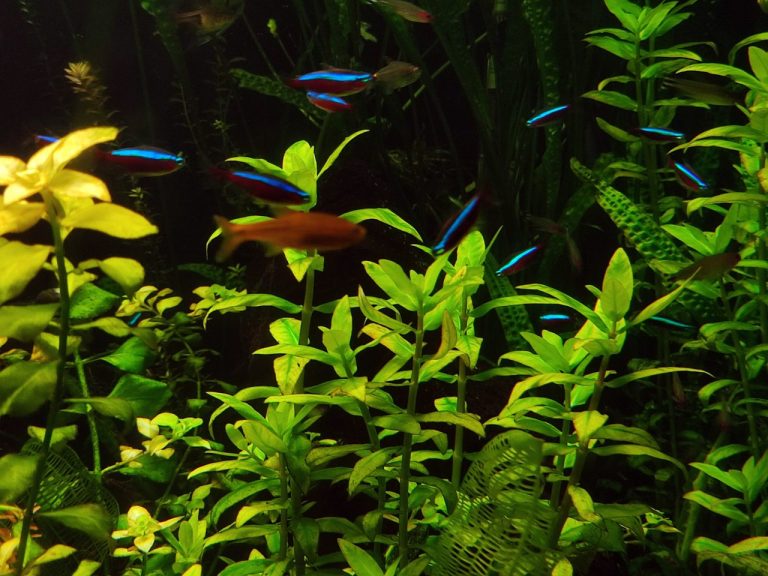 How Many Neon Tetras In A 20 Gallon Tank