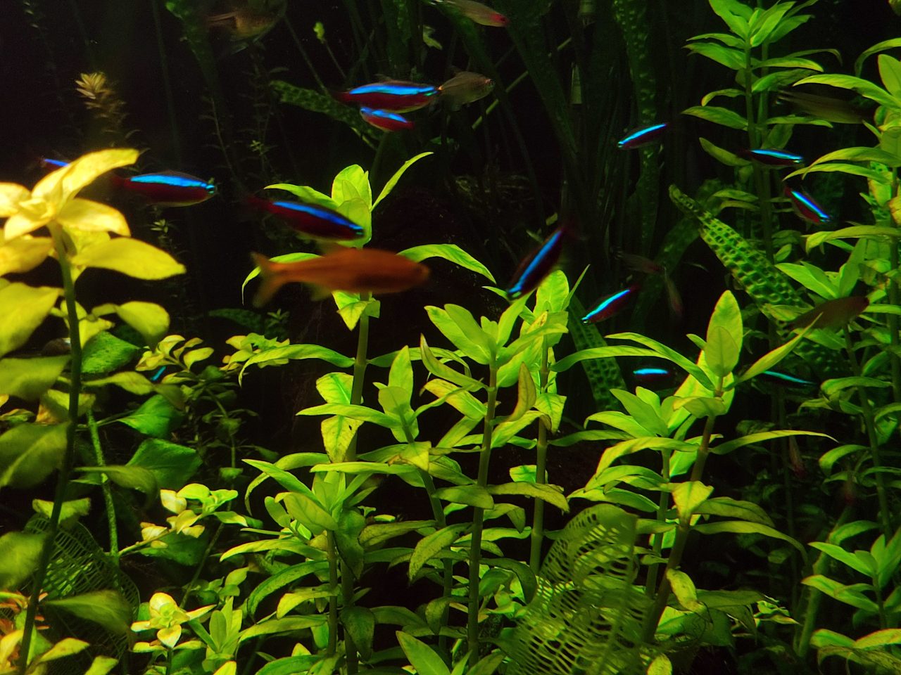 How Many Neon Tetras In A 20 Gallon Tank