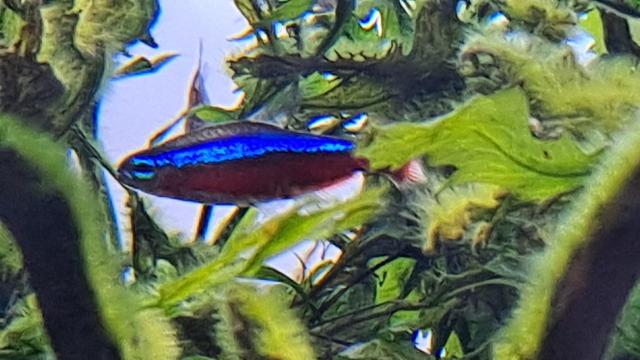 How Many Neon Tetras In A 5 Gallon Tank
