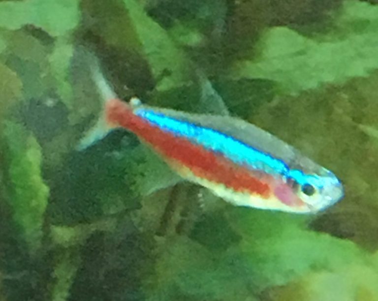 How Many Neon Tetras Per Gallon