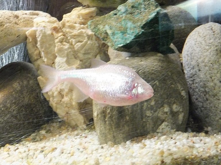 How Many Neons In A 5 Gallon Tank