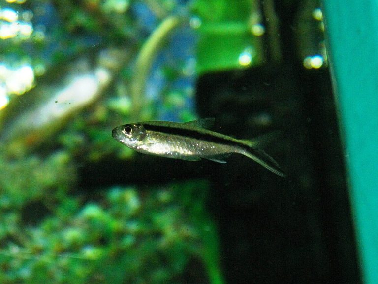 How Many Penguin Tetra In A 10 Gallon Tank