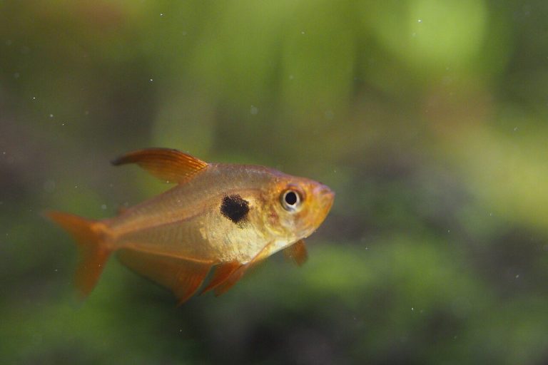 How Many Red Phantom Tetra In A 10 Gallon Tank