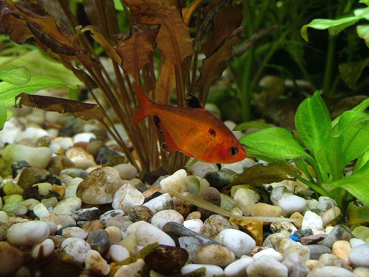 How Many Serpae Tetra In A 10 Gallon Tank