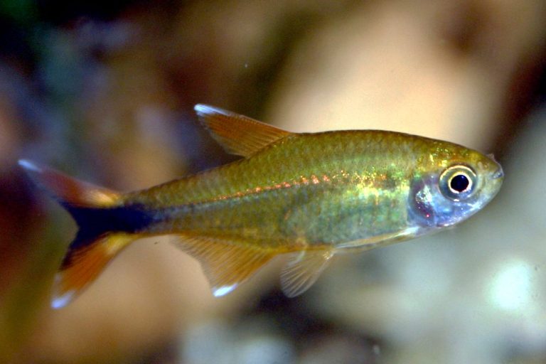 How Many Silvertip Tetra In A 10 Gallon Tank