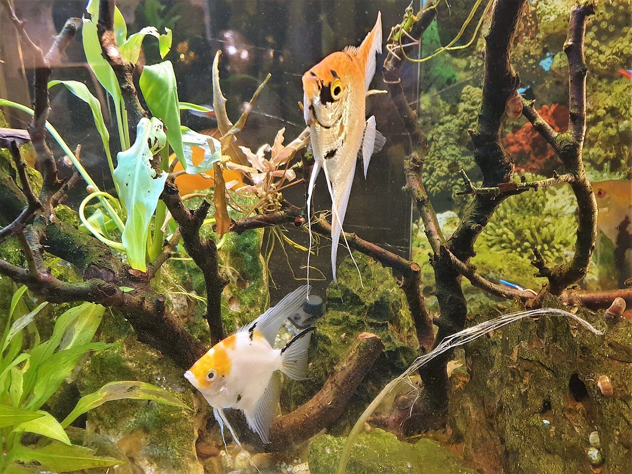 How Many Species Of Angelfish Are There