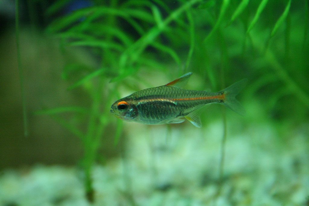 How Many Tetras In A 10 Gallon Tank