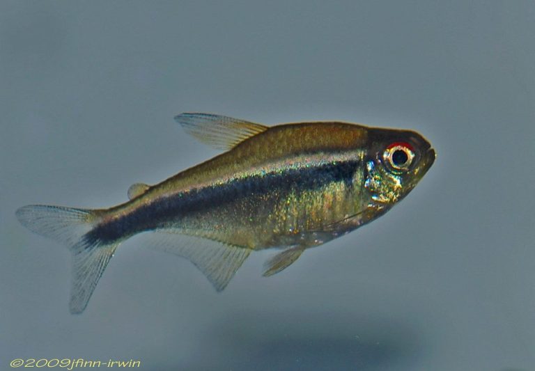 How Many Tetras In A 20 Gallon Tank