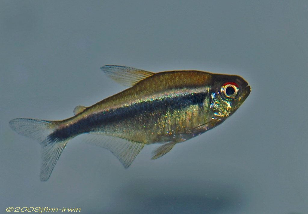 How Many Tetras In A 20 Gallon Tank