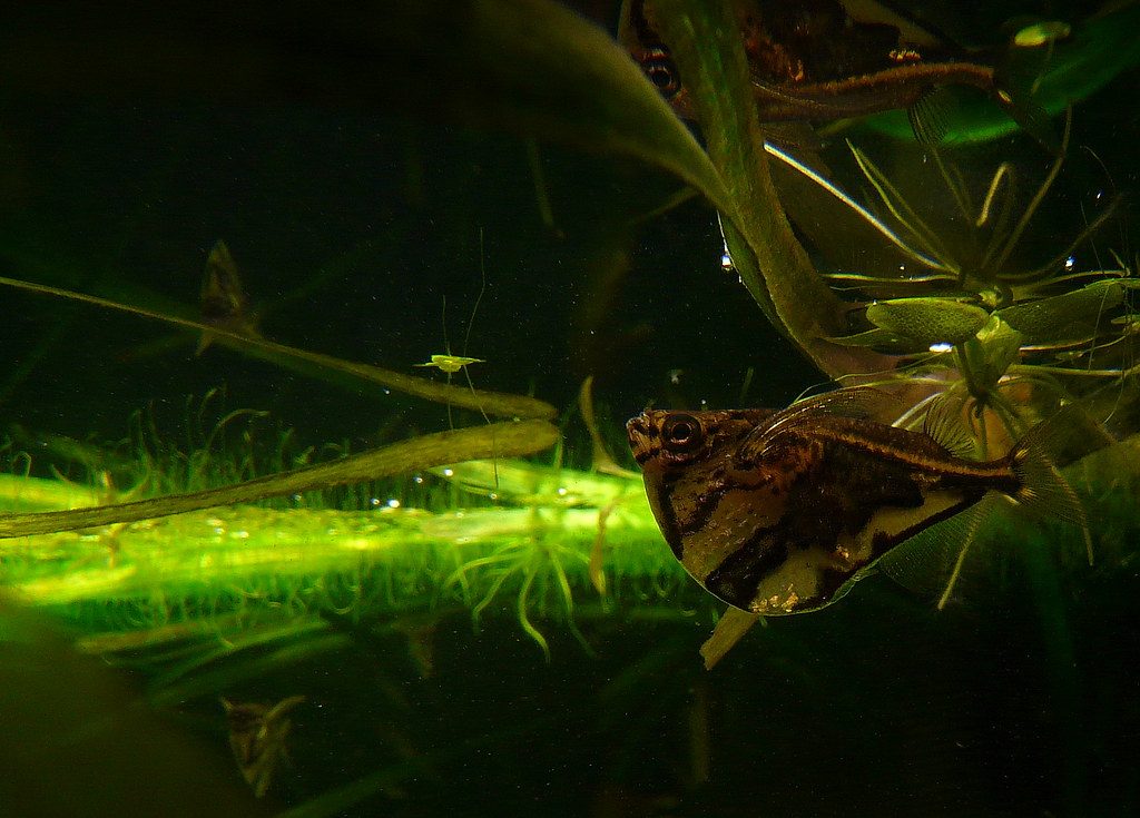 How Many Tetras In A 5 Gallon Tank
