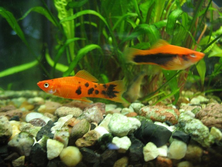 How Much Does A Pet Fish/Aquarium Cost