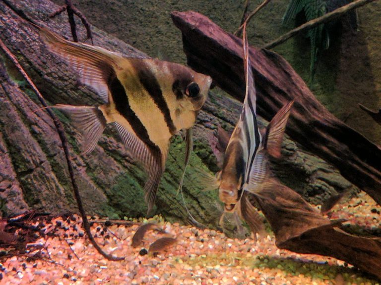 How Often Do Angelfish Lay Eggs