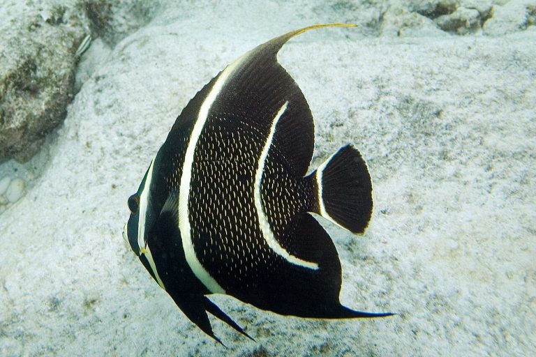 How Often Should You Feed A French Angelfish