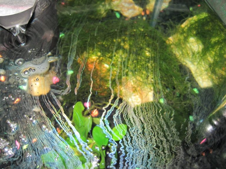 How Often To Change The Water In A Fish Tank With A Filter