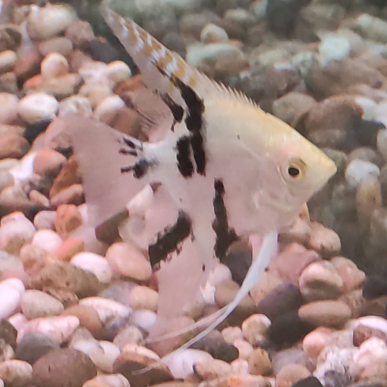 How Often To Feed Angelfish