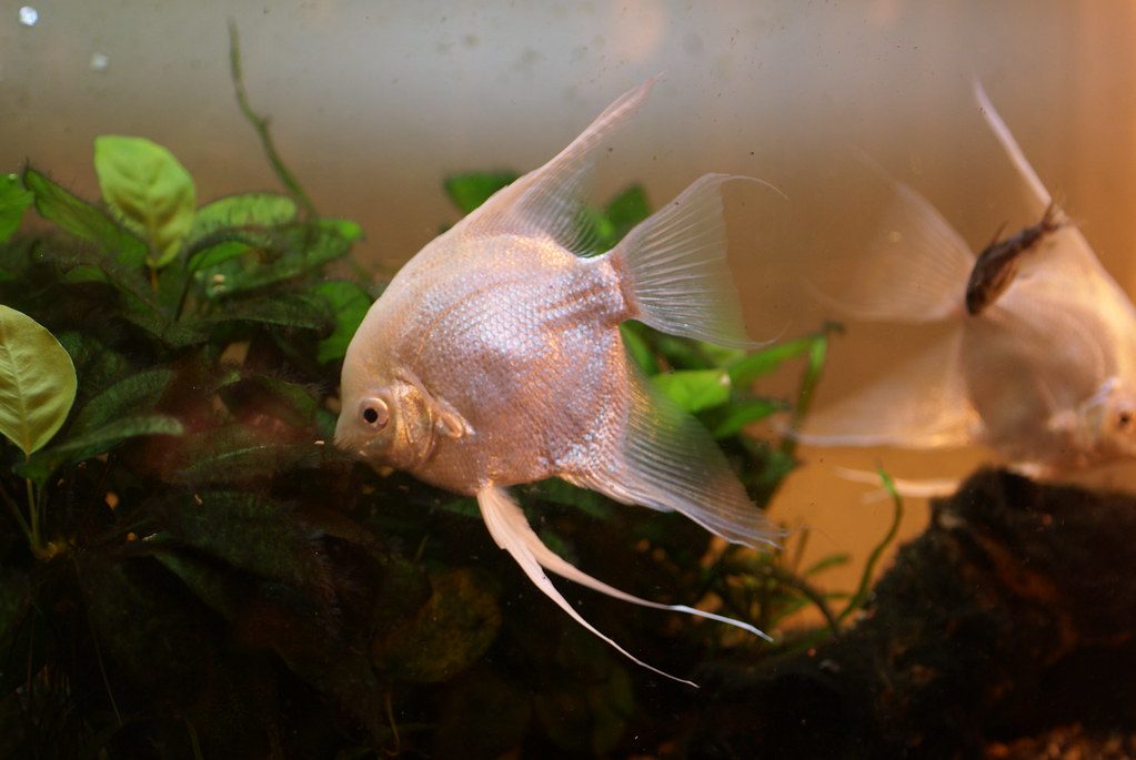 How Quickly Do Angelfish Eggs Turn White If Unfertilized