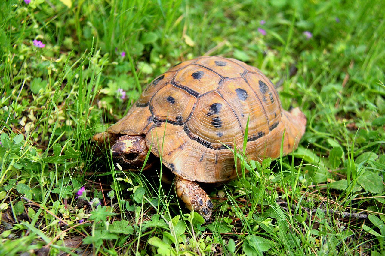 How To Bath Your Tortoise