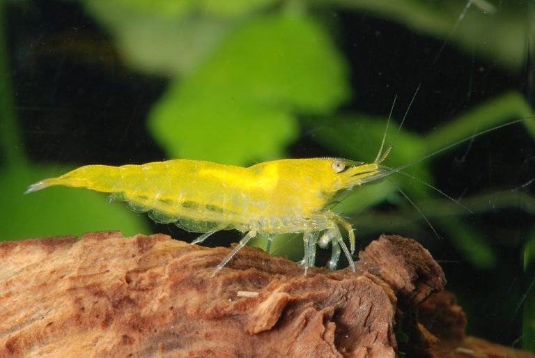 How to Breed Amano Shrimps