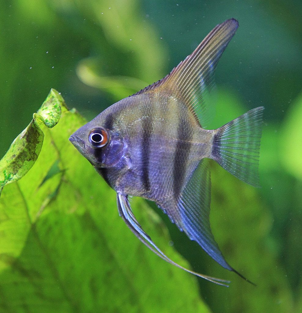 How To Breed Angelfish